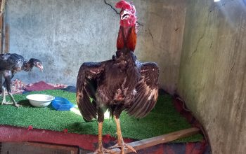 Aseel birds looking New shelter